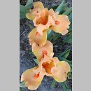 znalezisko 20220518.54.22 - Iris ‘Desert Orange’; Ogród Botaniczny w Lublinie