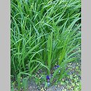 znalezisko 20220518.205.22 - Iris graminea (kosaciec trawolistny); Ogród Botaniczny w Lublinie