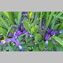 znalezisko 20220518.206.22 - Iris halophila (kosaciec słonolubny); Ogród Botaniczny w Lublinie