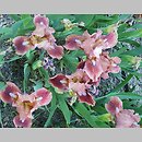 znalezisko 20220518.219.22 - Iris pumila ‘Trusty Rusty’; Ogród Botaniczny w Lublinie