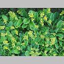 znalezisko 20220518.8.22 - Primula veris ssp. columnae (pierwiosnek lekarski wyprostowany); Ogród Botaniczny w Lublinie