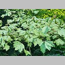 znalezisko 20220518.28.22 - Acer pseudoplatanus ‘Reymont’; Ogród Botaniczny w Lublinie