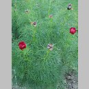 znalezisko 20220518.238.22 - Paeonia tenuifolia (piwonia delikatna); Ogród Botaniczny w Lublinie