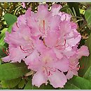 znalezisko 20220520.3.22 - Rhododendron smirnowii (różanecznik Smirnowa); Ogród Botaniczny PAN w Powsinie