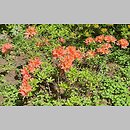 znalezisko 20220520.7.22 - Rhododendron molle ssp. japonicum (azalia japońska (bot.)); Ogród Botaniczny PAN w Powsinie