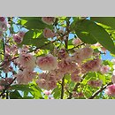 znalezisko 20220520.13.22 - Prunus serrulata ‘Fugenzo’; Ogród Botaniczny PAN w Powsinie