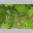 znalezisko 20220520.27.22 - Picea jezoensis (świerk ajański); Ogród Botaniczny PAN w Powsinie