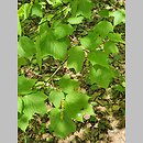 znalezisko 20220520.29.22 - Acer davidii ssp. grosseri (klon Grossera); Ogród Botaniczny PAN w Powsinie