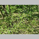 znalezisko 20220520.30.22 - Halesia tetraptera var. monticola; Ogród Botaniczny PAN w Powsinie