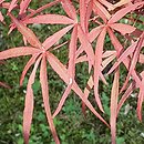 Acer palmatum Hupps Red Willow