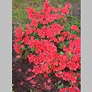 znalezisko 20220531.16.22 - Rhododendron-Azalea ‘Geisha Orange’; Ogród Botaniczny we Wrocławiu