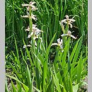 znalezisko 20220531.10.22 - Iris halophila (kosaciec słonolubny); Ogród Botaniczny we Wrocławiu