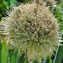 Allium altaicum (czosnek aÅ‚tajski)