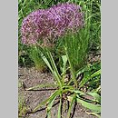 znalezisko 20220531.4.22 - Allium christophii (czosnek białawy); Ogród Botaniczny we Wrocławiu