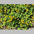 znalezisko 20220531.43.22 - Ranunculus repens ‘Flore Pleno’; Ogród Botaniczny we Wrocławiu