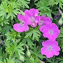 Geranium sanguineum Max Frei