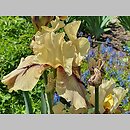 znalezisko 20220531.98.22 - Iris ‘Thornbird’; Ogród Botaniczny we Wrocławiu