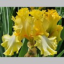 znalezisko 20220531.211.22 - Iris ‘Kentucky Derby’; Ogród Botaniczny we Wrocławiu