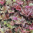 Heuchera micrantha var. diversifolia Palace Purple