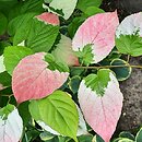 Actinidia kolomikta (aktinidia pstrolistna)