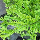 Dryopteris affinis agg. Cristata The King