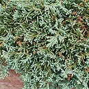 Juniperus horizontalis Monber