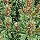 Pinus mugo Hohlohsee