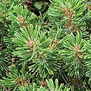 Pinus mugo Minutifolia