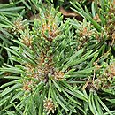 Pinus mugo Fischleinboden WB