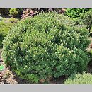 znalezisko 20220602.34.22 - Pinus ×rhaetica ‘Zieleniec WB’; Arboretum Wojsławice