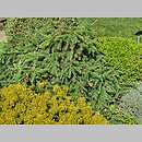znalezisko 20220602.32.22 - Picea abies ‘Pusch’; Arboretum Wojsławice