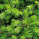 Picea abies Four Winds