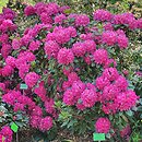 znalezisko 20220602.20.22 - Rhododendron ‘Pearce's American Beauty’; Arboretum Wojsławice