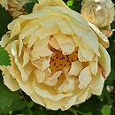 Rosa ×harisonii (róża Harisona)