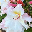 Rhododendron Jack A. Sand