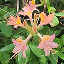 Rhododendron Bijou des Amateurs