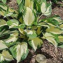 Hosta Fire and Ice