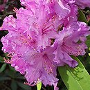 Rhododendron Alfred