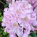 Rhododendron La Candeur