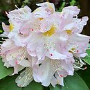 Rhododendron Herme
