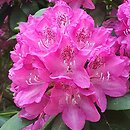 Rhododendron Ignatius Sargent