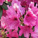 Rhododendron Alarich