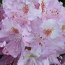 Rhododendron Etzel