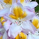 Rhododendron Mrs. T.H. Lowinsky
