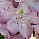 Rhododendron Nr. 103