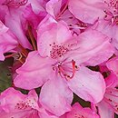 Rhododendron Nr. 104