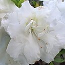 Rhododendron Eisprinzessin