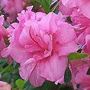Rhododendron Babuschka