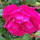 Rosa Purple Rain