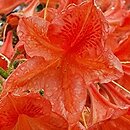 Rhododendron Spek's Orange